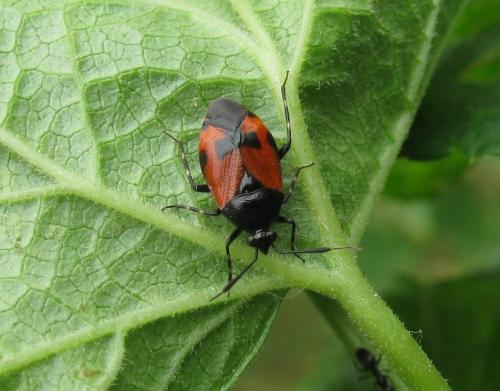 Deraeocoris rutilus